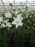 [5347 Snow Patrol 18 ST No02.JPG]